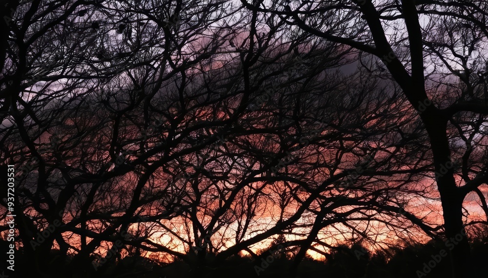 Autumns warm embrace through the trees Autumns warm embrace through the trees