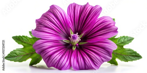 Purple Mallow Flower Close-up with Green Leaves, Macro, Petal, Botany, Nature photo