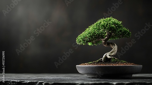 Bonsai Tree in a Black Pot Against a Dark Background
