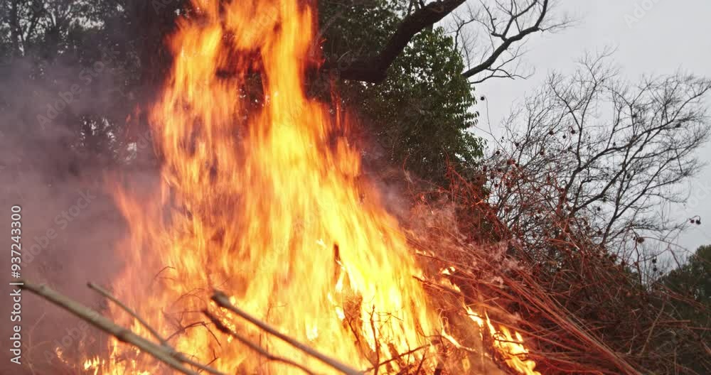 Forest Fire
