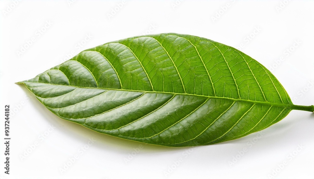 Obraz premium green cocoa leaf isolated on white