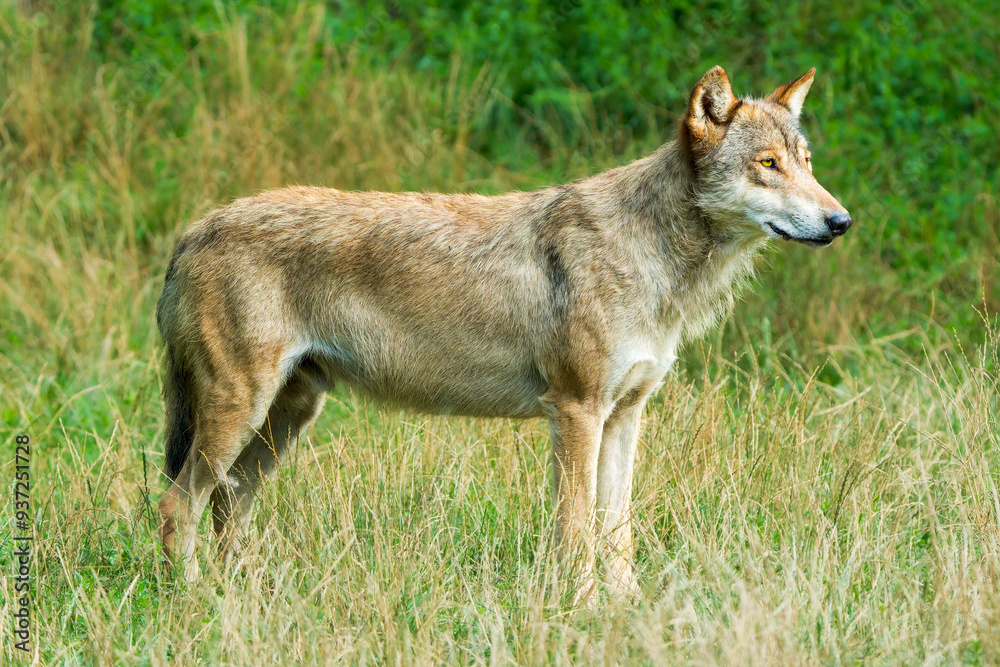 Timber Wolf Standing Majestically in Front of a Forest Timber Wolf Standing Majestically in Front of a Forest