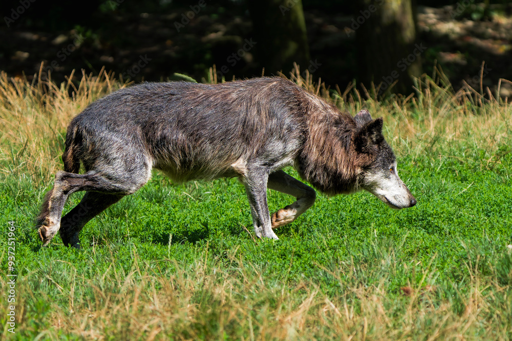 Timber Wolf Walking Gracefully Through the Grass Timber Wolf Walking Gracefully Through the Grass
