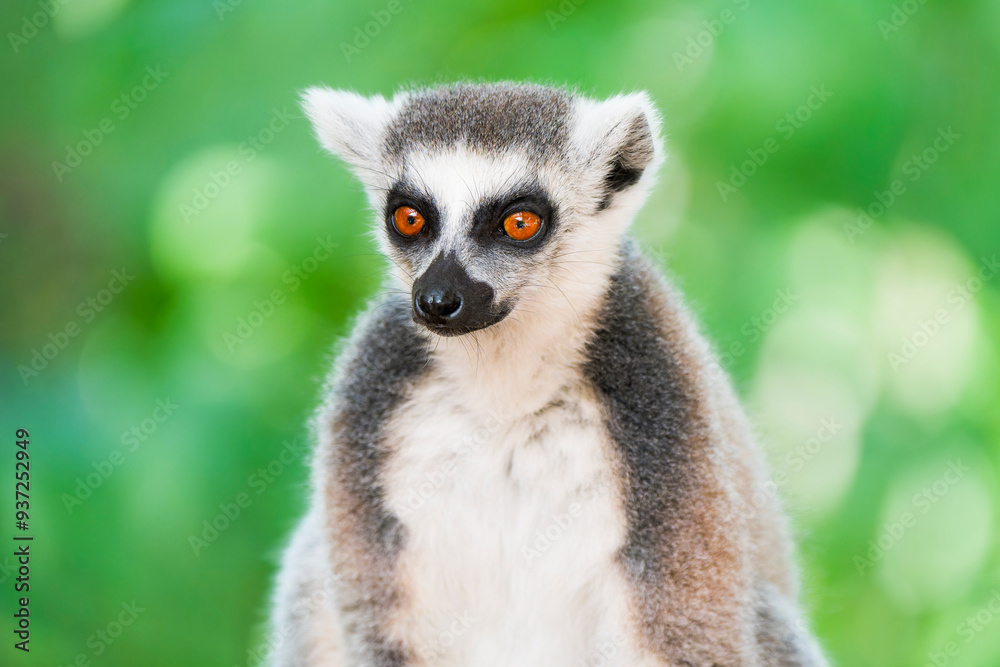 Close-Up of a Katta (Ring-Tailed Lemur) Close-Up of a Katta (Ring-Tailed Lemur)