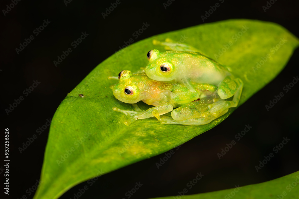 Obraz premium Close-Up of a Pair of Glass Frogs in Amplexus on a Leaf