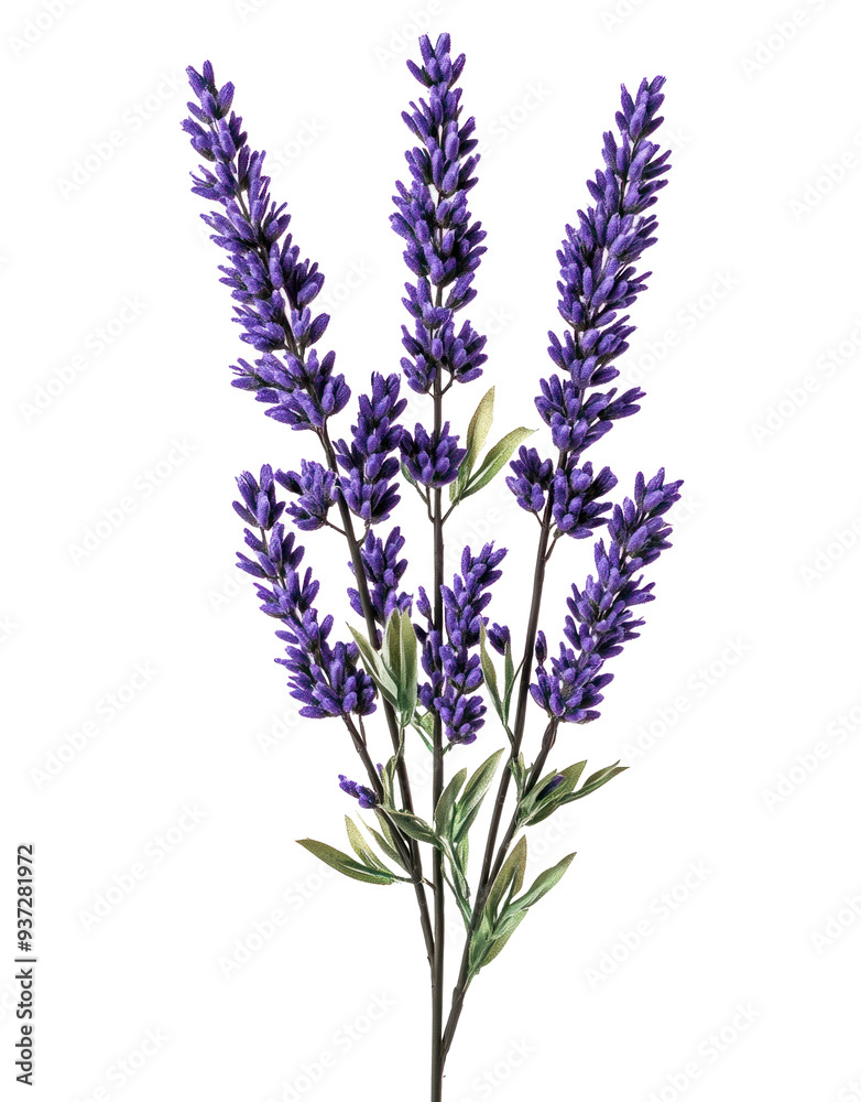 Obraz premium Lavender Stems Illustration