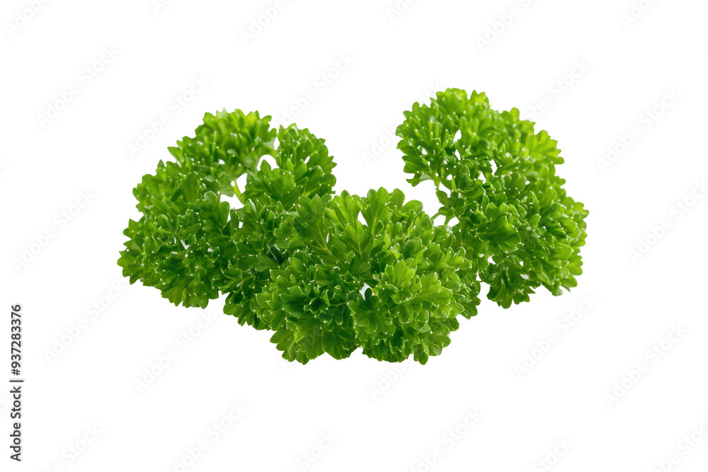 Fototapeta premium Fresh Green Parsley on Transparent Background