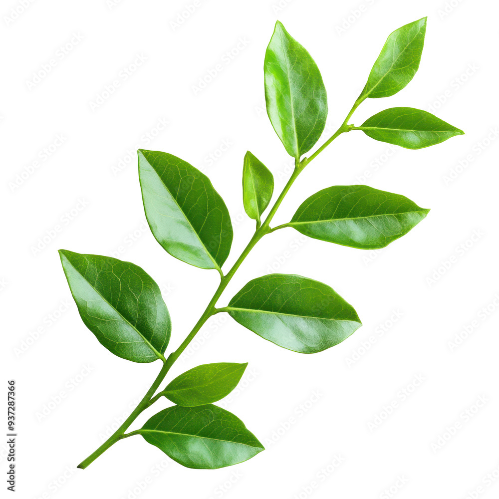 Green Leaf Branch Isolated Green Leaf Branch Isolated