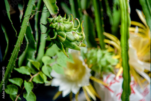 dragon fruit flowers bloom very beautiful,Such a beautiful and special flower. It is dragon fruit flower that blooms only at night. Not only that, this flower has a big size, 20-25 cm long and 15-20 c photo