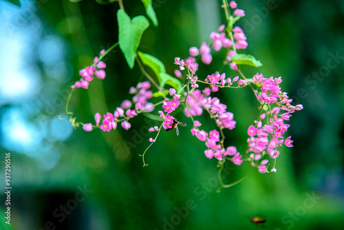 Inflorescence of Mexican creeper (Antigonon leptopus) flowers in warm daylight on blureed green leaf background. Beautiful blooming pink flowers being visited by bee. photo