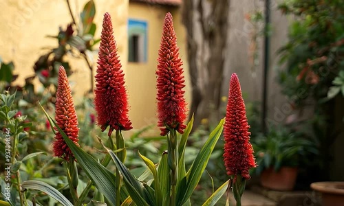 African Marigol Flowers Or Dung Kotok Flowers Or Bottled Flowers That Bloom Red In A House Yard photo