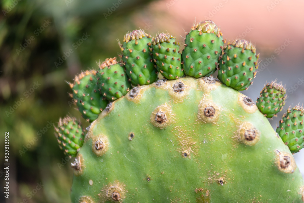 Green pads on a prickly pear cactus. Blooming yellow flowers with fruits. (Opuntia, ficus-indica, Indian fig opuntia, barbary fig, cactus pear and spineless) Green pads on a prickly pear cactus. Blooming yellow flowers with fruits. (Opuntia, ficus-indica, Indian fig opuntia, barbary fig, cactus pear and spineless)