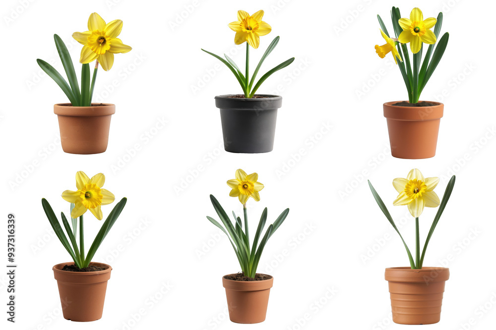 Six potted daffodils with yellow flowers and green leaves Six potted daffodils with yellow flowers and green leaves