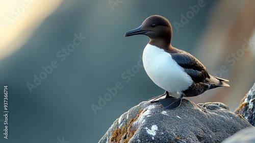 Pigeon Guillemot, Oregon photo