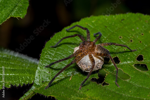 spider on a leaf carrying eggs in carry case photo