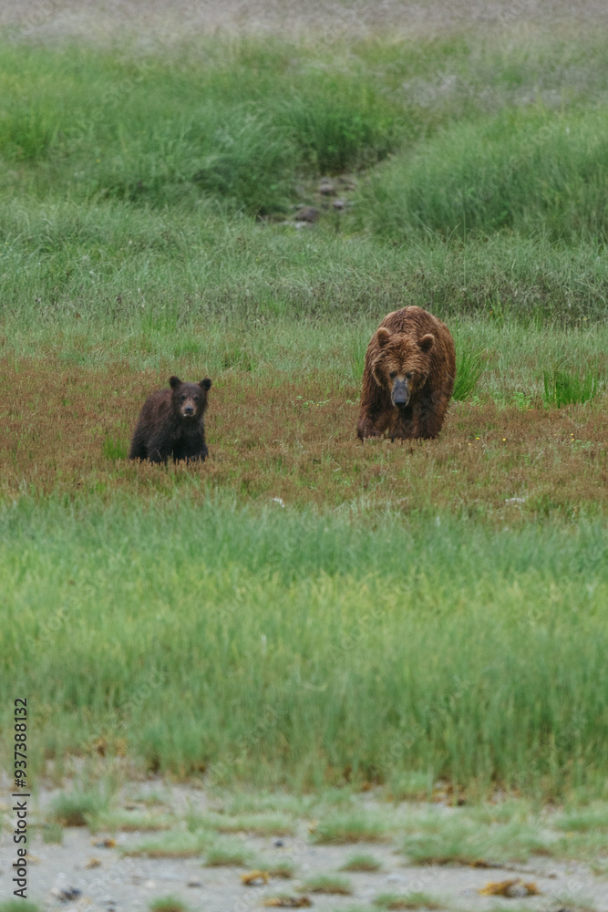 Mom and cub coastal brown (grizzly) bears in Glacier Bay National Park in southeastern Alaska walking along shoreline Mom and cub coastal brown (grizzly) bears in Glacier Bay National Park in southeastern Alaska walking along shoreline