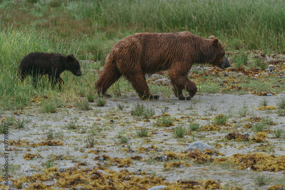 Mom and cub coastal brown (grizzly) bears in Glacier Bay National Park in southeastern Alaska walking along shoreline Mom and cub coastal brown (grizzly) bears in Glacier Bay National Park in southeastern Alaska walking along shoreline