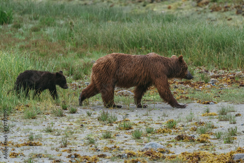 Mom and cub coastal brown (grizzly) bears in Glacier Bay National Park in southeastern Alaska walking along shoreline photo