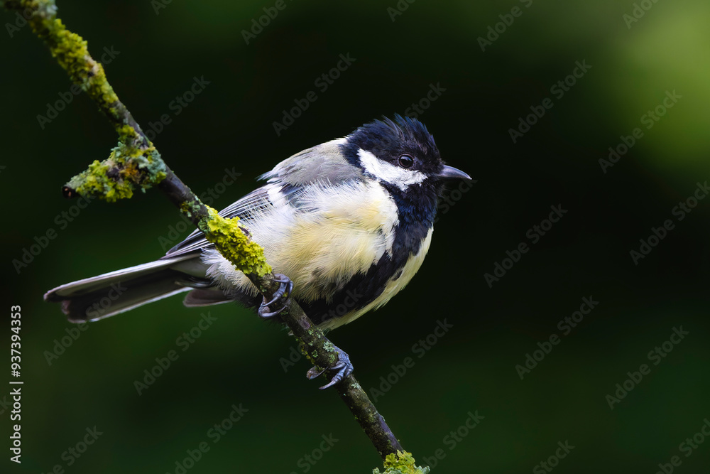 Obraz premium Great Tit Perched on Branch: A Vibrant Woodland Songbird