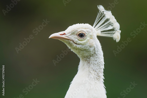 Close-Up of a Leucistic Peacock: Nature's Unique Beauty