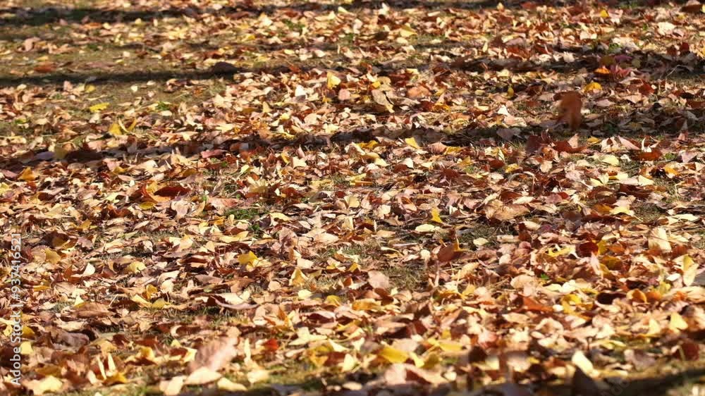 Close up wind sweeping fallen leaves on the meadow. Close up wind sweeping fallen leaves on the meadow.