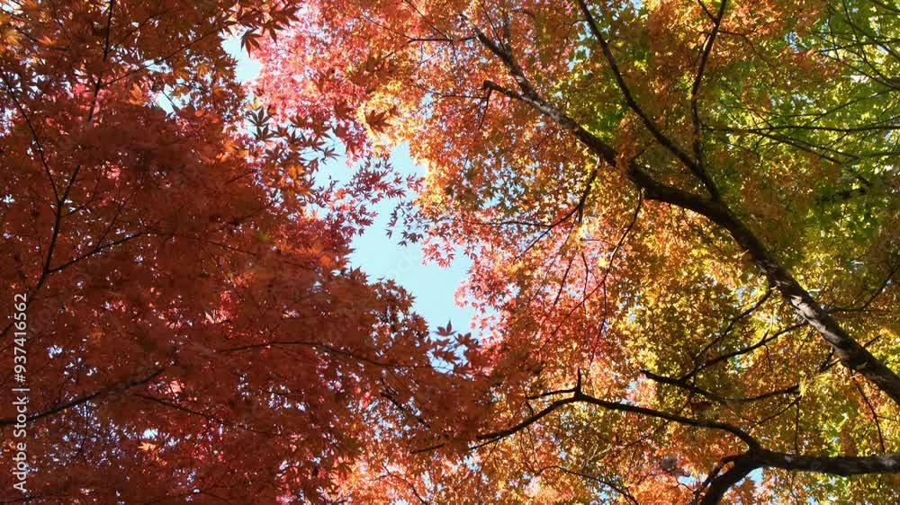 Close up of autumn colorful leaves blowing by the wind. Nature concept. Close up of autumn colorful leaves blowing by the wind. Nature concept.