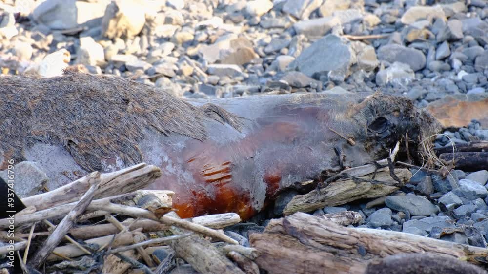 Close up of deceased fur seal washed ashore onto rocky pebble beach Close up of deceased fur seal washed ashore onto rocky pebble beach