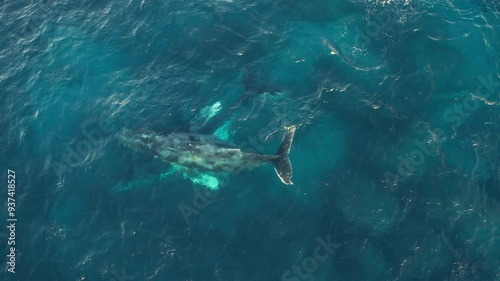 Wallpaper Mural Aerial whale watching by drone, whale showing their speed underwater Torontodigital.ca