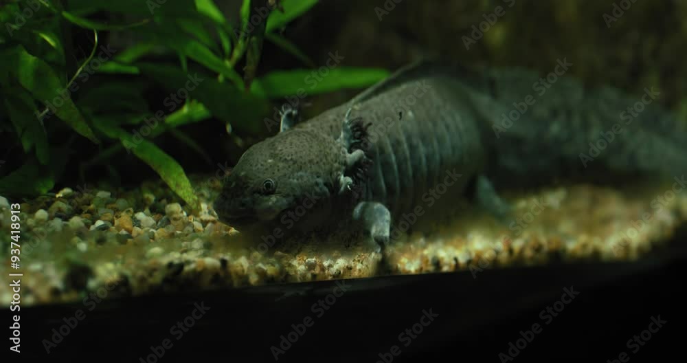 Axolotl resting on gravel at the bottom of an aquarium surrounded by aquatic plants