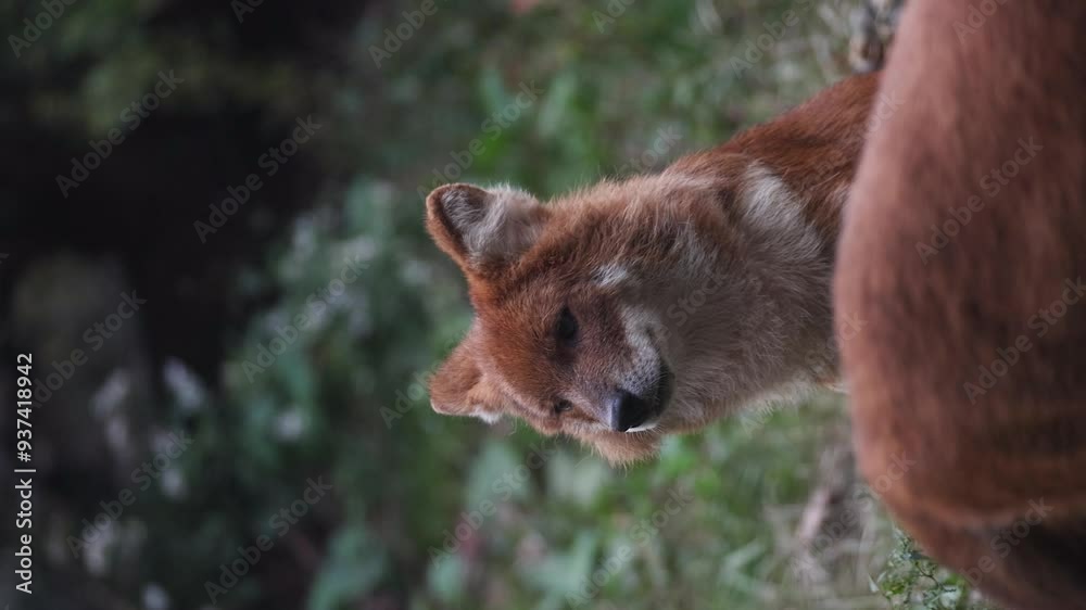 Slow motion vertical video of a Dhole looking around and looking at the camera. Slow motion vertical video of a Dhole looking around and looking at the camera.