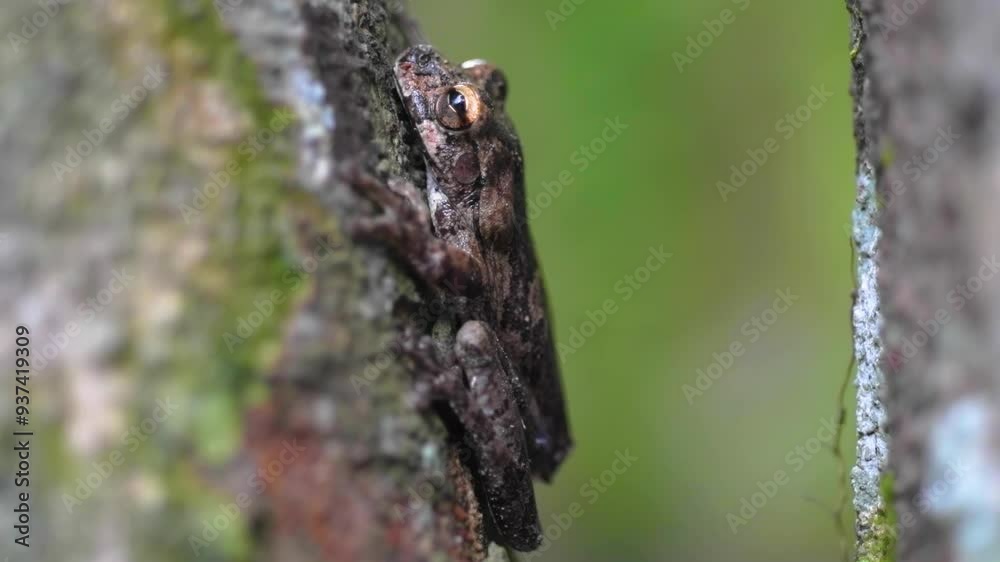 incredible camouflage of a tree frog blending seamlessly with the bark of a tree incredible camouflage of a tree frog blending seamlessly with the bark of a tree