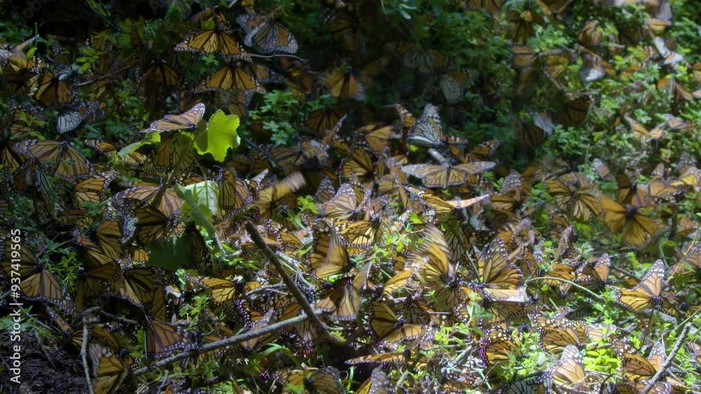 monarch butterflies clustering in a forest during their migration monarch butterflies clustering in a forest during their migration