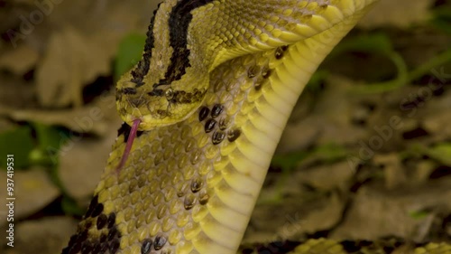 Rattlesnake Encounter in the Wild photo