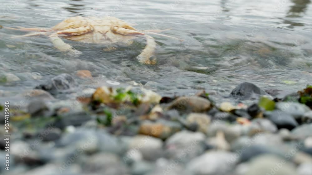 Dead Floating Dungeness Crab in Seattle Washington Ocean, Wildlife in Puget Sound Dead Floating Dungeness Crab in Seattle Washington Ocean, Wildlife in Puget Sound