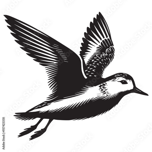 Sanderling Silhouette - Sanderling Bird Clipart,  Calidris alba Design, Sanderling gliding wings Illustration in black and white
