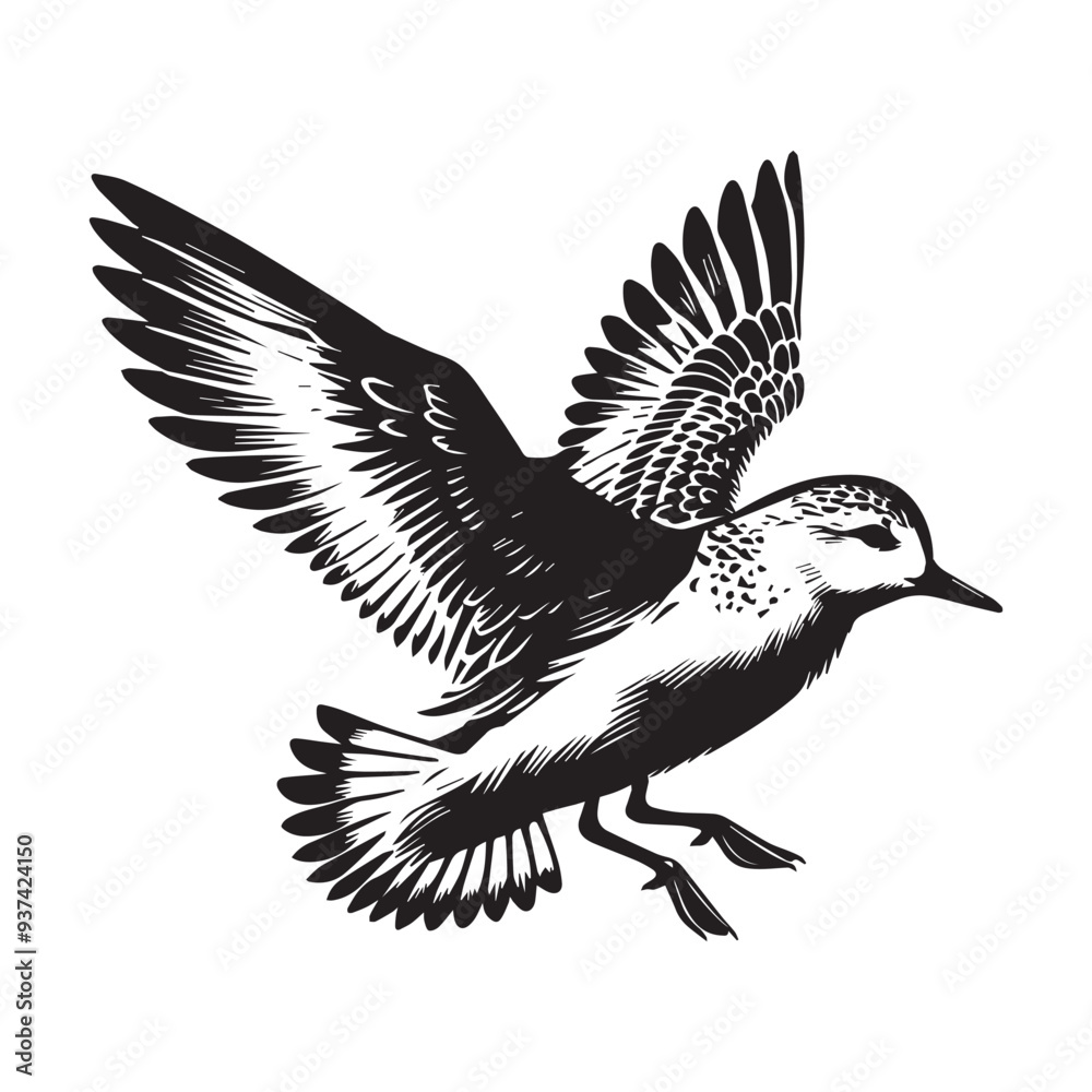 Fototapeta premium Sanderling Silhouette - Sanderling Bird Clipart, Calidris alba Design, Sanderling landing Illustration in black and white 