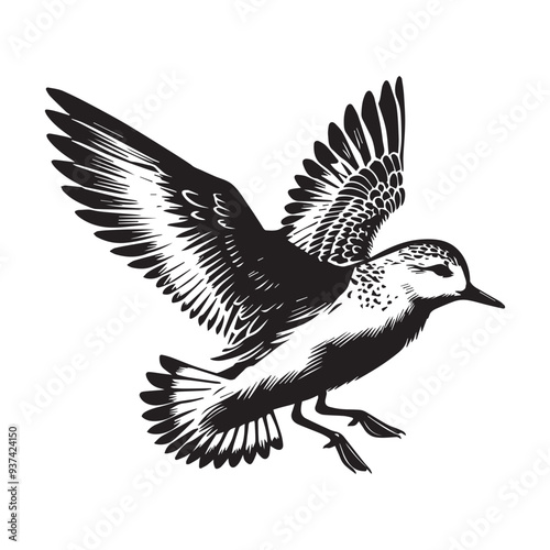 Sanderling Silhouette - Sanderling Bird Clipart,  Calidris alba Design, Sanderling landing Illustration in black and white
