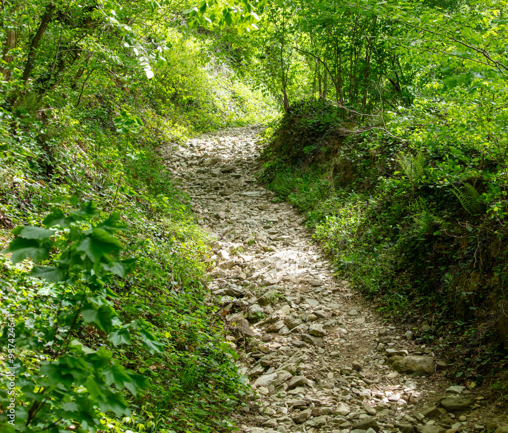 Fototapeta premium Dirt road in the forest in nature in summer
