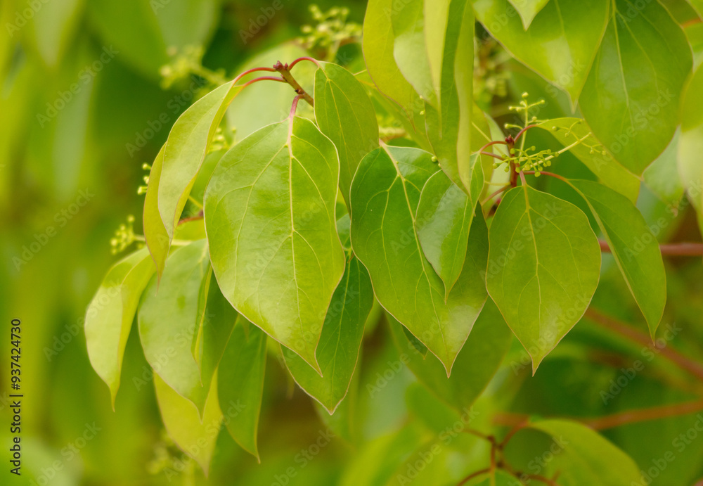 Fototapeta premium Green leaves on a tree in nature