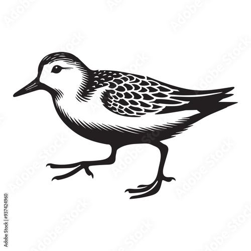 Sanderling Silhouette - Sanderling Bird Clipart,  Calidris alba Design, Sanderling running Illustration in black and white
