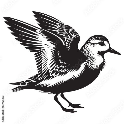 Sanderling Silhouette - Sanderling Bird Clipart,  Calidris alba Design, Sanderling wings slightly open Illustration in black and white