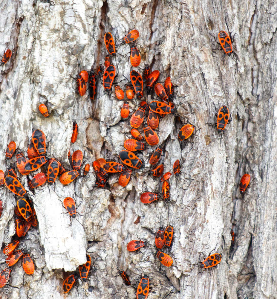Close-up of a red wood bug