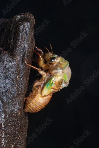 Cicada molting and emerging out of nymph photo