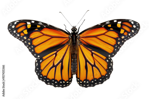 Orange butterfly isolated on white background. Macro shot of butterfly with various color wings flying with white background. Studio nature photography for design and print. Nature design. AIG57.