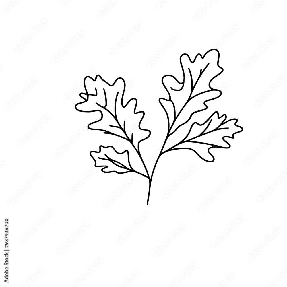 simple linear vector drawing of a lying branch with oak leaves with a pronounced vein structure simple linear vector drawing of a lying branch with oak leaves with a pronounced vein structure