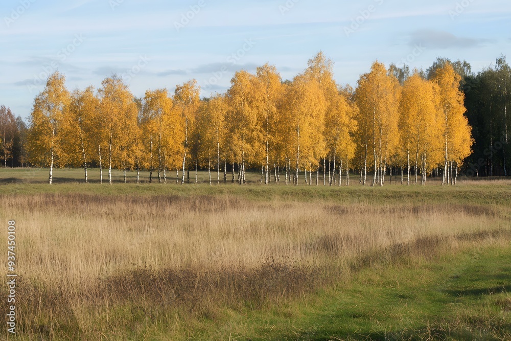 Autumn Birch Trees in the Field Autumn Birch Trees in the Field
