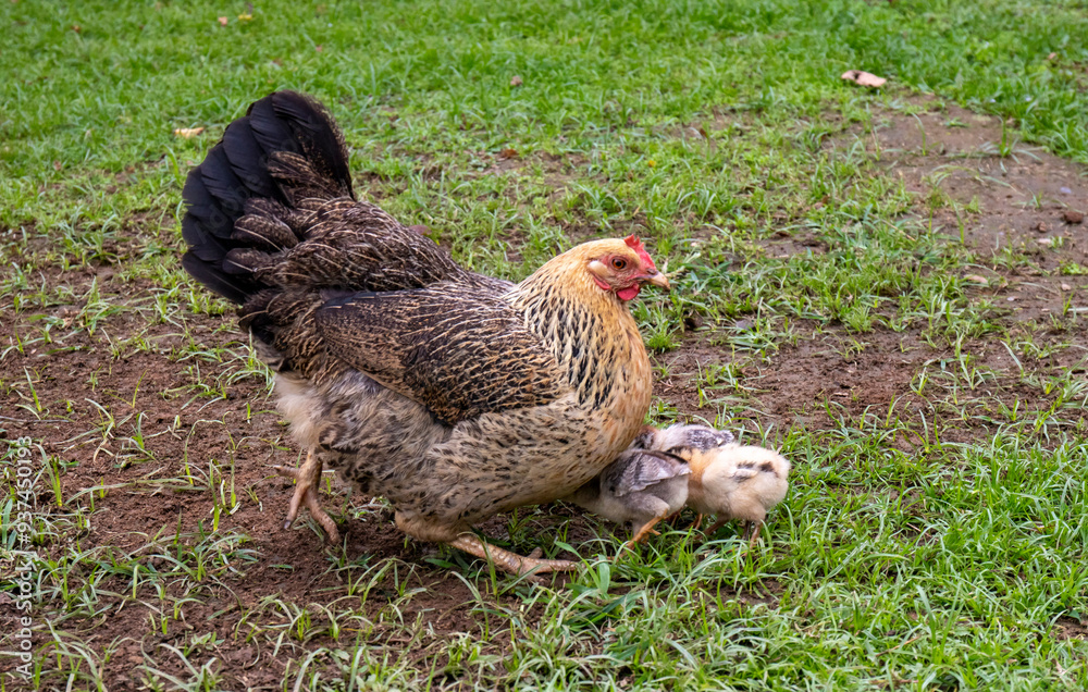 Fototapeta premium hen and chicks