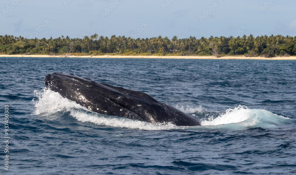 Fototapeta premium whale in the water