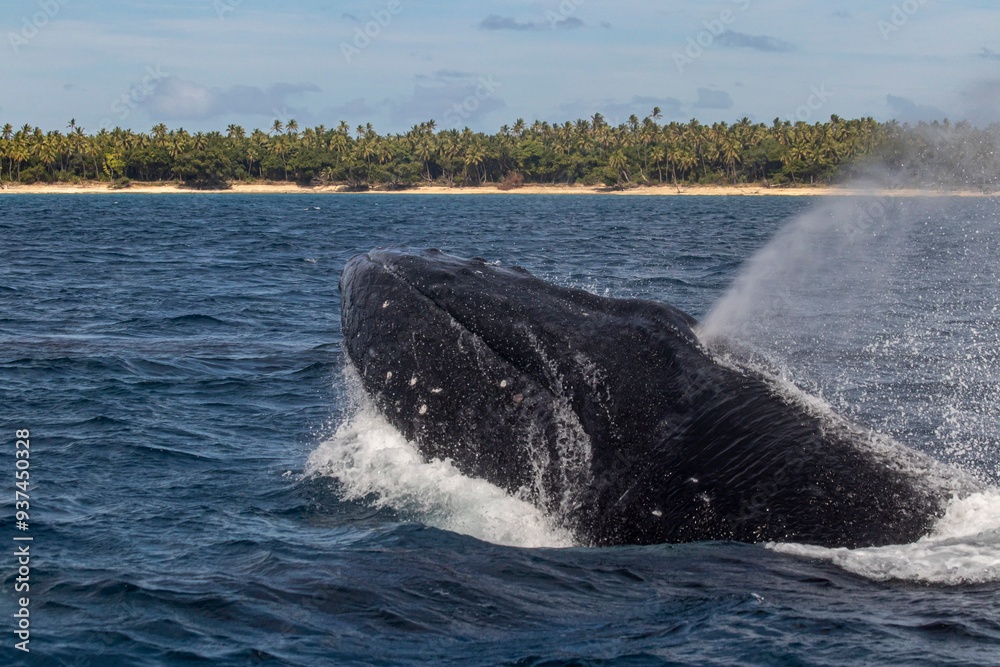 Fototapeta premium whale in the water