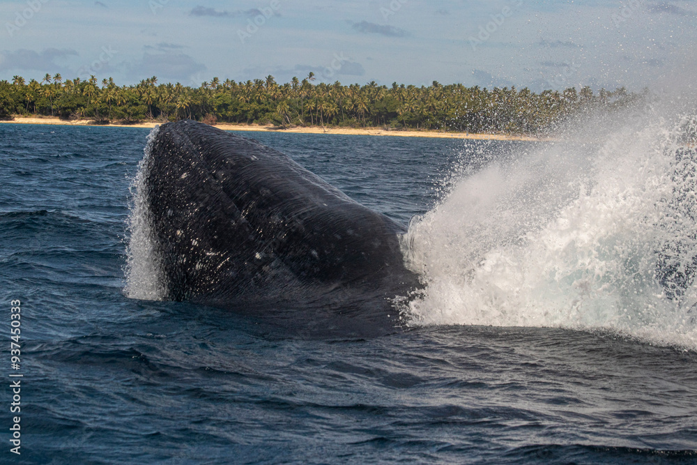 Fototapeta premium humpback whale